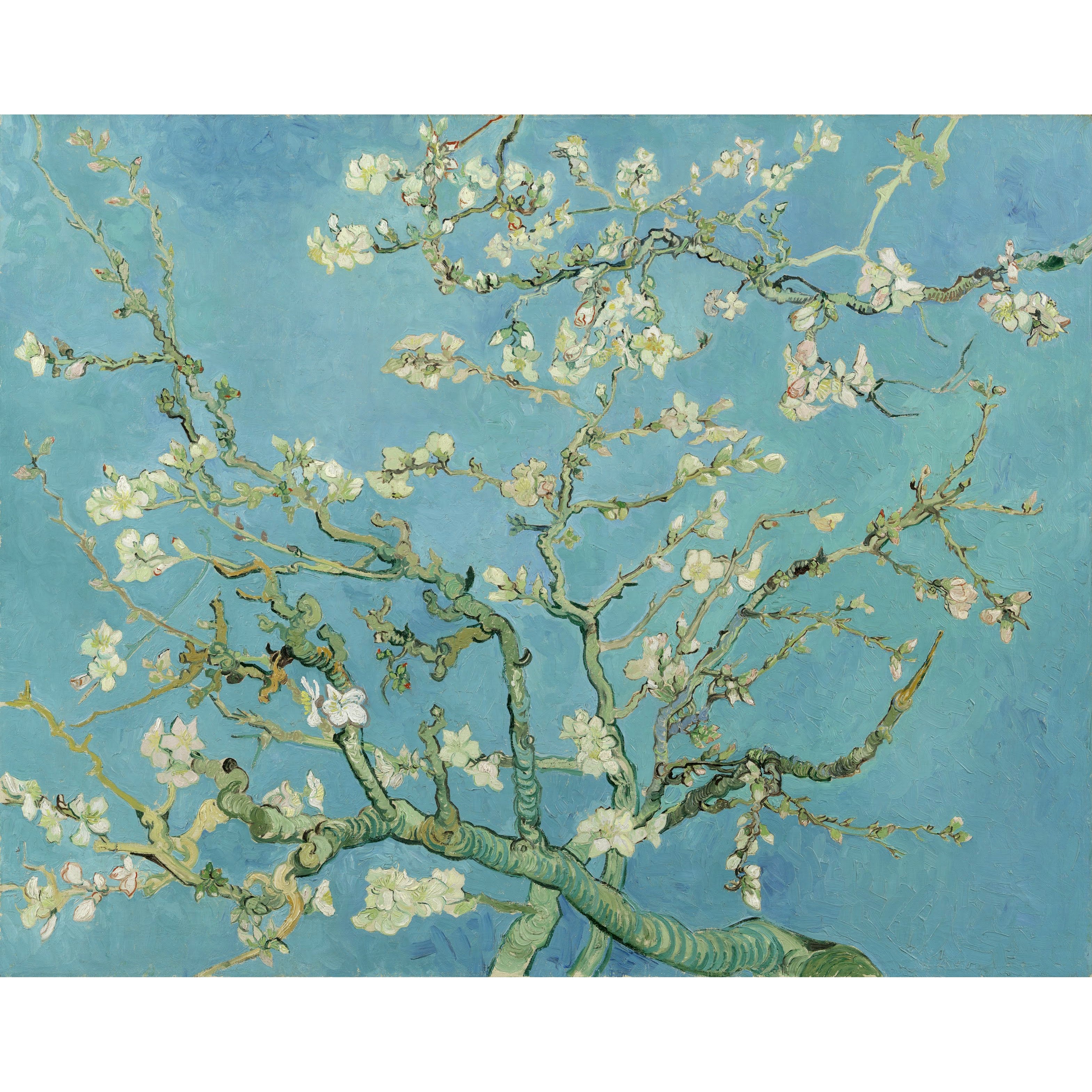 Almond Blossom