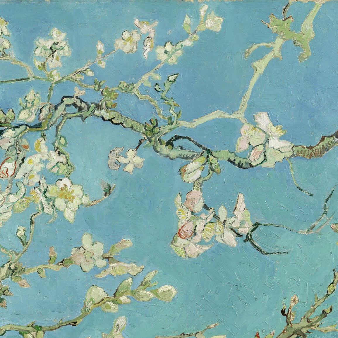 Almond Blossom