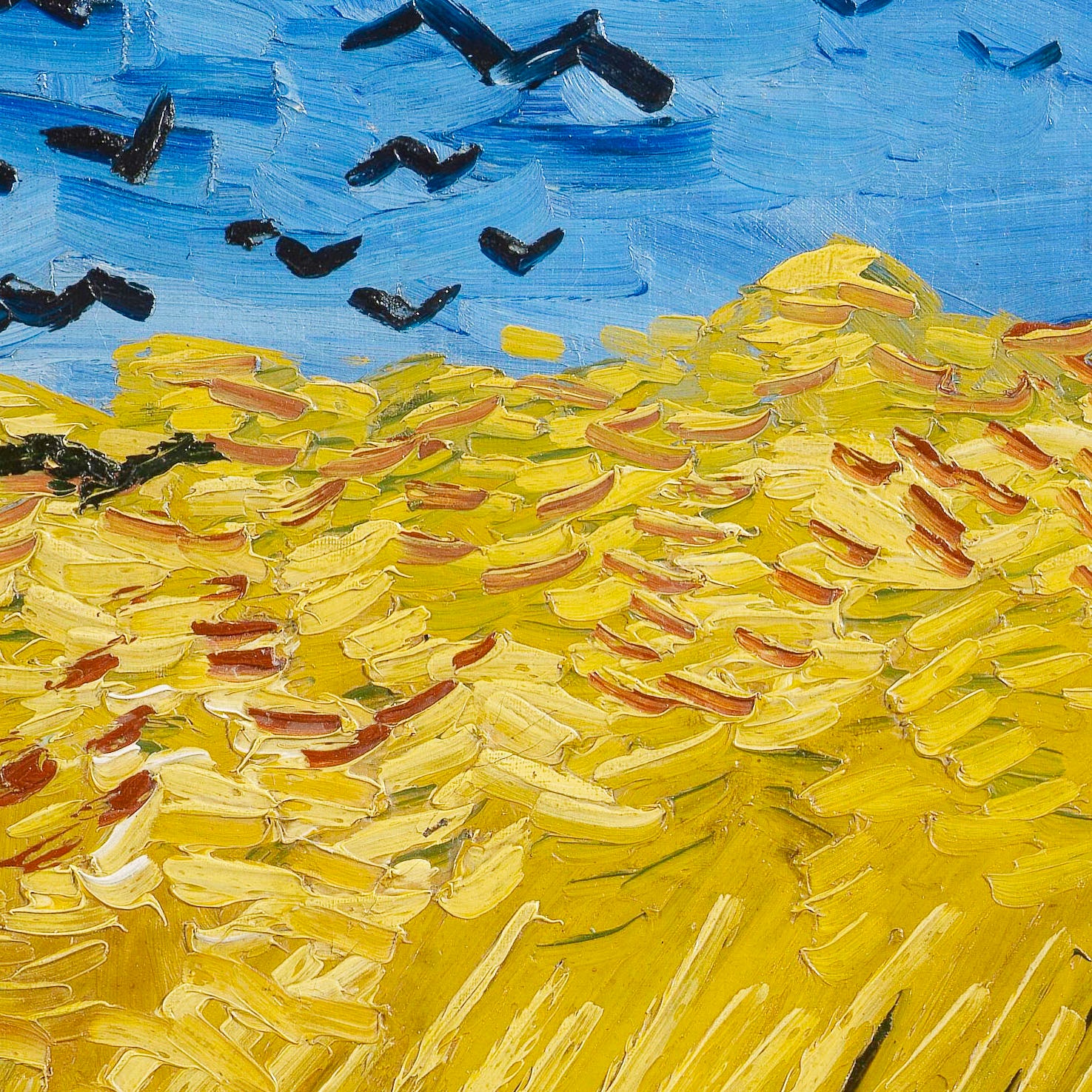 Wheatfield with crows