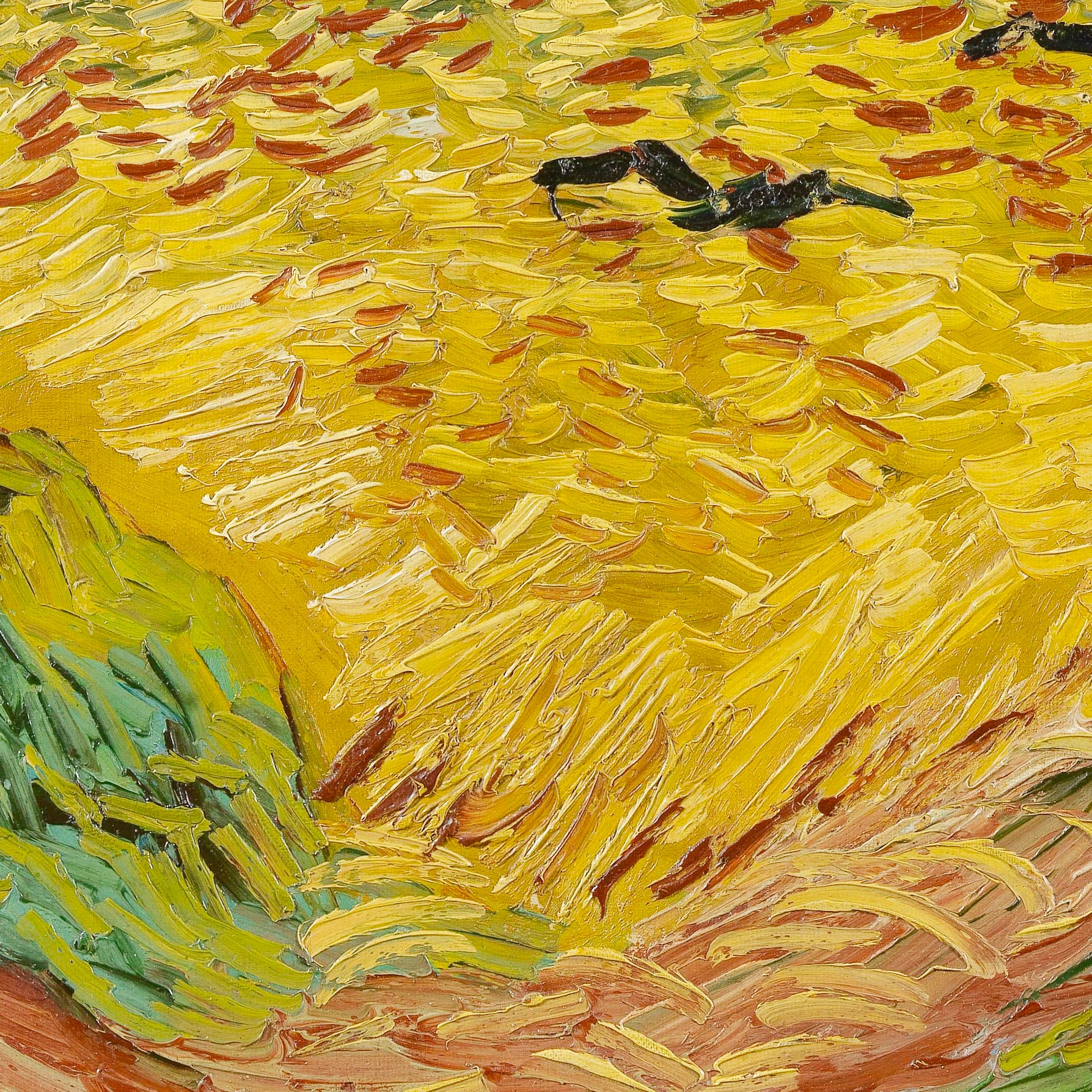 Wheatfield with crows